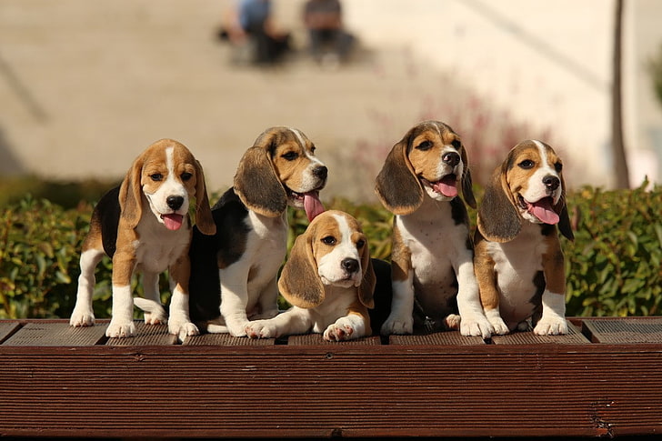 Animals Being Tested, looking at camera, animal, no people, mammal