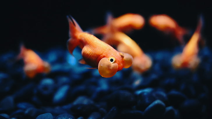 Bubble Face Goldfish, fish, bubble, eye, animals Free HD Wallpaper