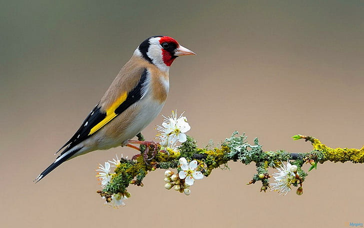 Cartoon Bird On Branch, flowering, flowers, tree, colorful