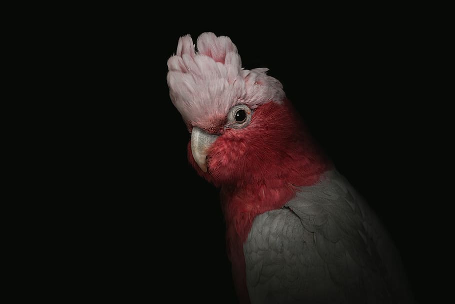 Cockatoo, domestic animals, beak, animal themes, red Free HD Wallpaper