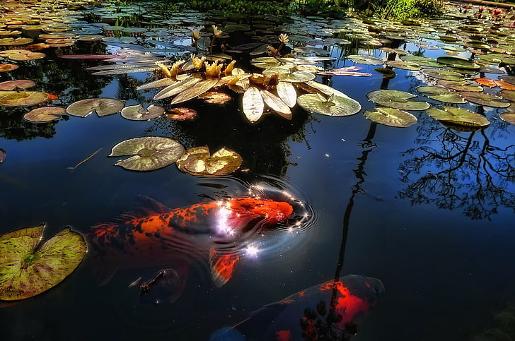 Concrete Fish Pond, goldfish, plant part, day, high angle view Free HD Wallpaper