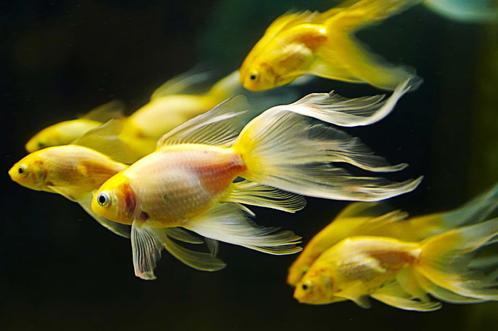 Coral, indoors, school of fish, animal wildlife, glass  material