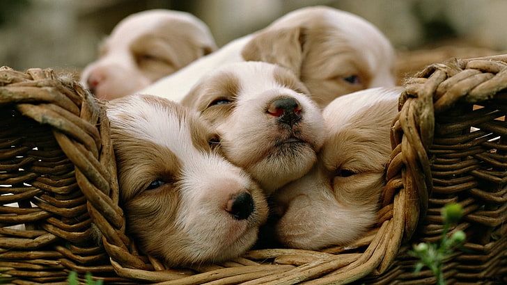 Cute Dog Breeds, relaxation, animal head, pets, one animal Free HD Wallpaper