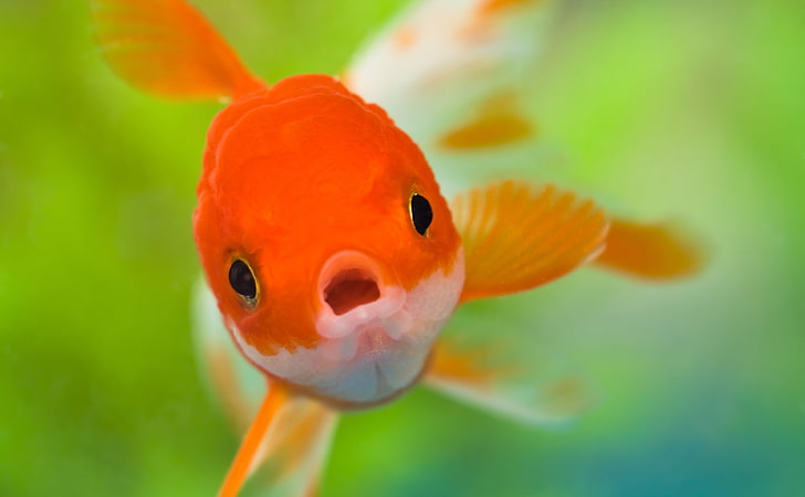 Cute Fish Drawing, orange color, animal, common, focus on foreground Free HD Wallpaper