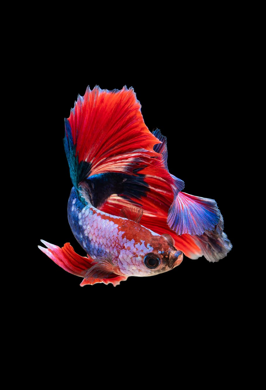 Cute Rainbow Fish, multi colored, blue, aquarium, goldfish Free HD Wallpaper