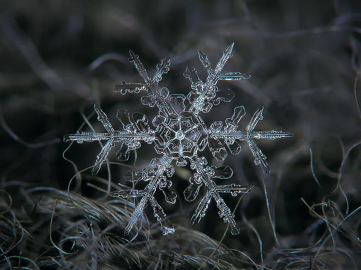 Dendrite Snowflake, stellar, design, unique, photograph Free HD Wallpaper