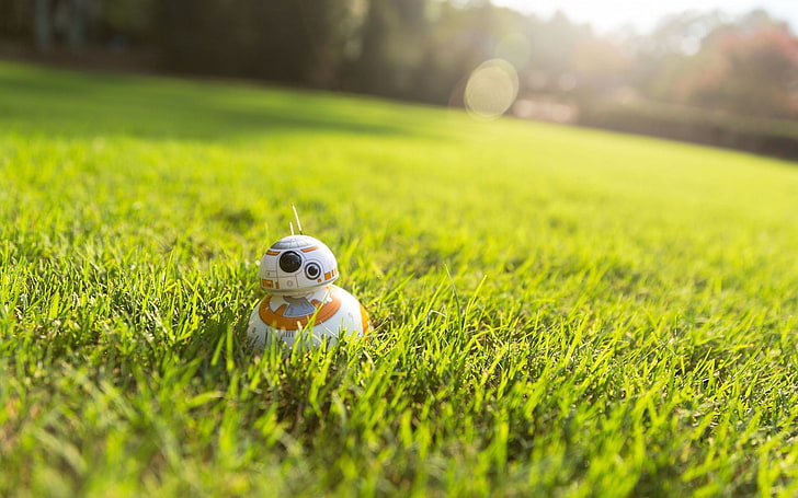 field, bb8, human representation, summer Free HD Wallpaper