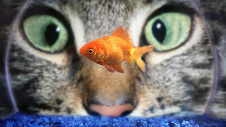 Fish Eye Dog, domestic, fish tank, water, vertebrate Free HD Wallpaper