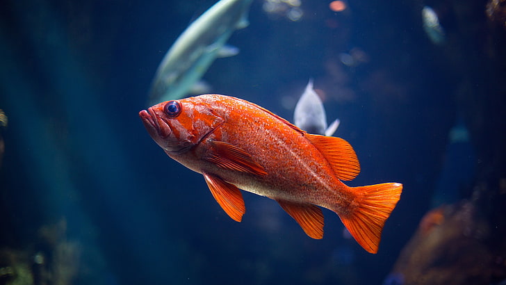 Fish HD 3D, animal, fishing industry, sea life, animals in captivity Free HD Wallpaper
