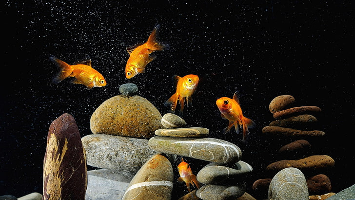 Fish Tanks, fish, darkness, underwater, goldfish Free HD Wallpaper