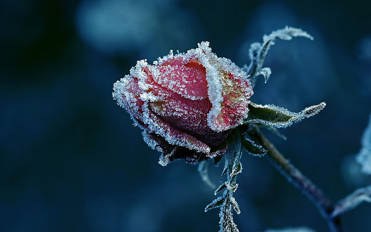 Frost Rose, winter, focus on foreground, season, sepal