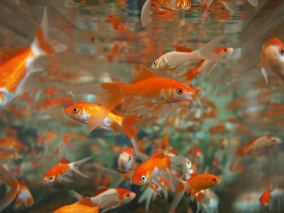 GlassFish Tank, orange color, sea, petstore, pets Free HD Wallpaper