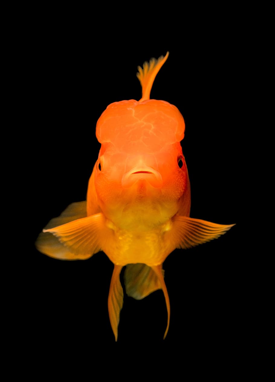 Gold Fishes, multi colored, water, aquarium, orange Free HD Wallpaper