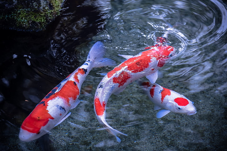 Gold Koi Fish, swimming, japan, pets, orange color Free HD Wallpaper