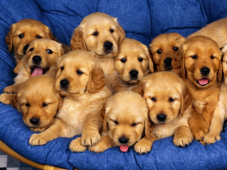 Golden Retriever Puppies Mix, animal themes, domestic, looking at camera, golden retriever Free HD Wallpaper