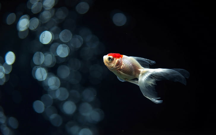 Goldfish and Koi Fish, animals, goldfish, fish, bokeh Free HD Wallpaper