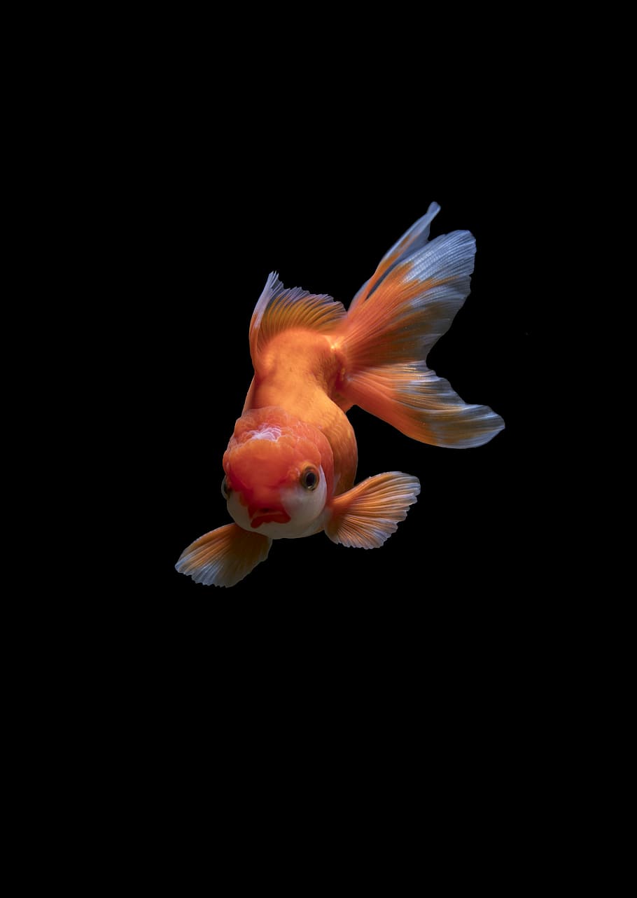 Goldfish Aquarium, animal wildlife, one animal, no people, marine Free HD Wallpaper