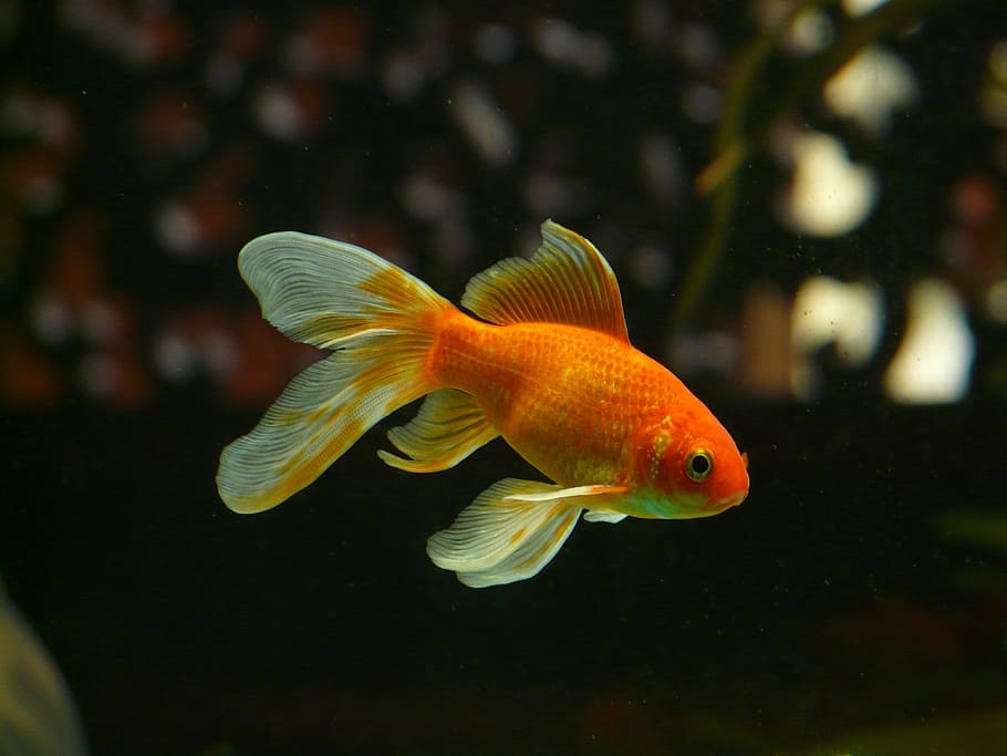 Goldfish Fins, water, focus on foreground, red, animal Free HD Wallpaper