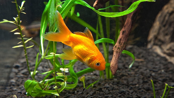 Goldfish, nature, fish, pets, plant Free HD Wallpaper