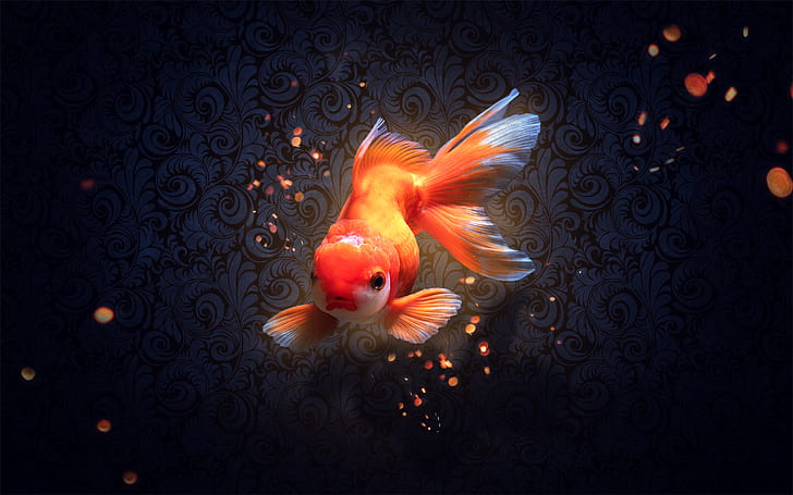 Good Fish Aquarium, frame, goldfish Free HD Wallpaper