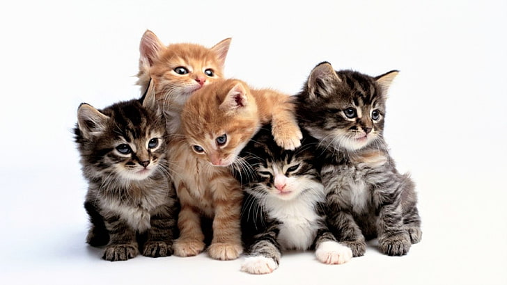 HD Cat, domestic, togetherness, innocence, studio shot Free HD Wallpaper