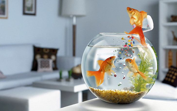 indoors, vertebrate, sea, fish tank Free HD Wallpaper