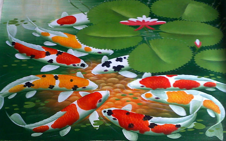 Japanese Koi, water, animal wildlife, fish, computer Free HD Wallpaper