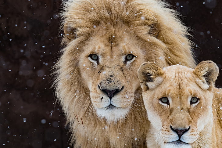 Lion and Cub, muzzle, leo, family portrait, snowfall Free HD Wallpaper