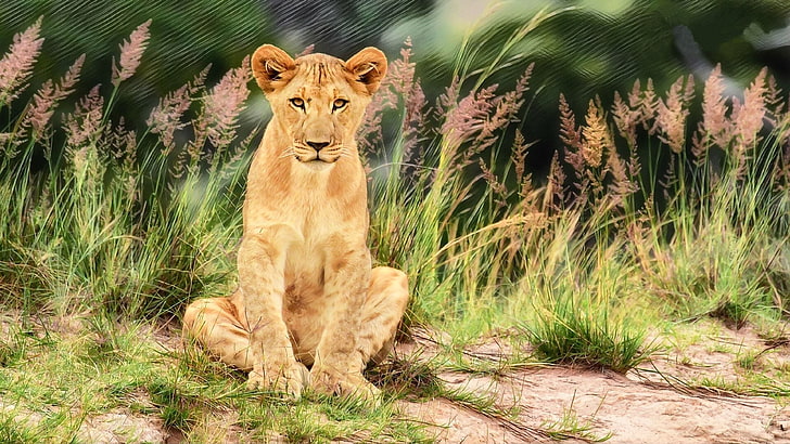 Lion Tablet, plant, young, animals in the wild, mobile Free HD Wallpaper