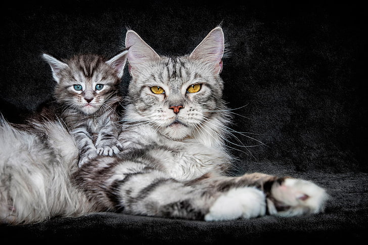 Maine Coon Colors, feline, pets, animal family, animal themes Free HD Wallpaper