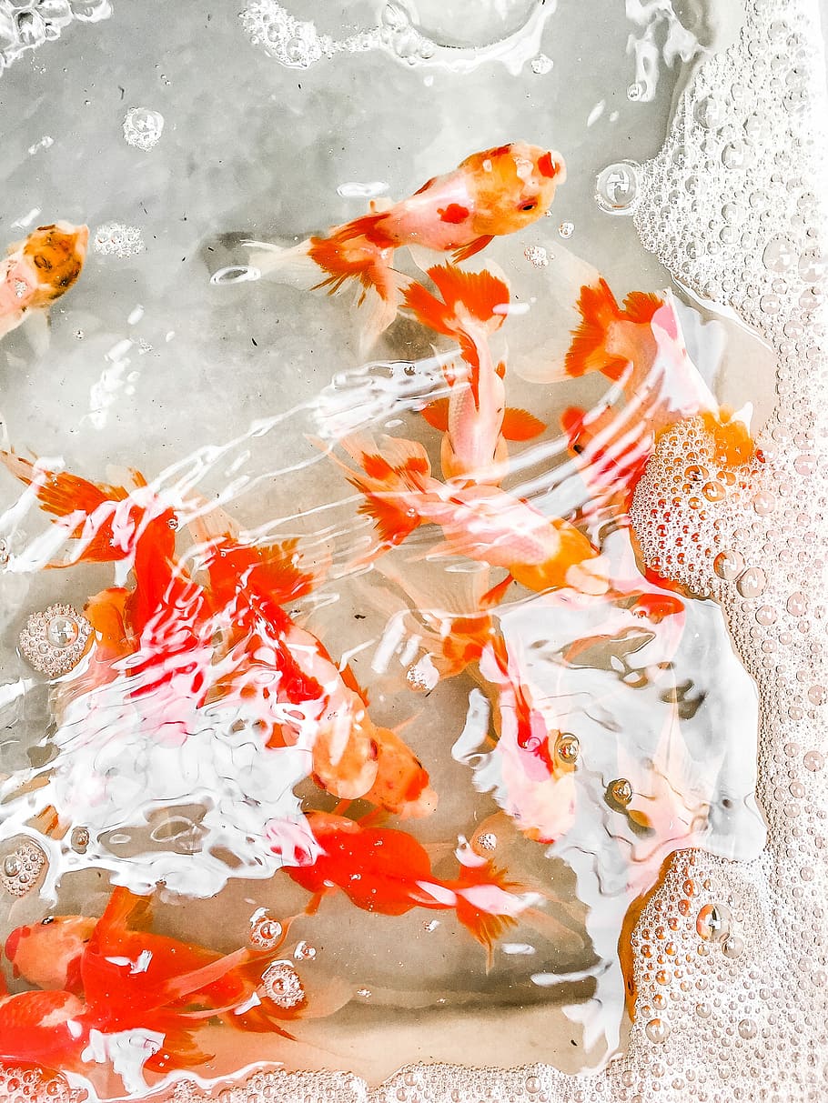 of Koi Fish Art, sea, underwater, no people, koi carp Free HD Wallpaper