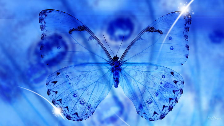 Paintings of Butterflies, blue, animals, star, butterfly Free HD Wallpaper