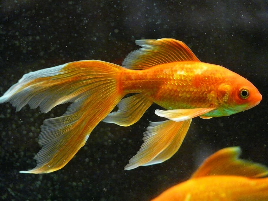 Planted Goldfish Tank, transparent, karpfenfisch, nature, animals in the wild Free HD Wallpaper