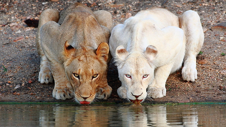 Real White Lion, portrait, animal family, drinking, feline Free HD Wallpaper