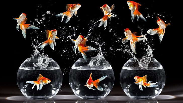 Red Fish, school of fish, funny, orange color, fish tank Free HD Wallpaper