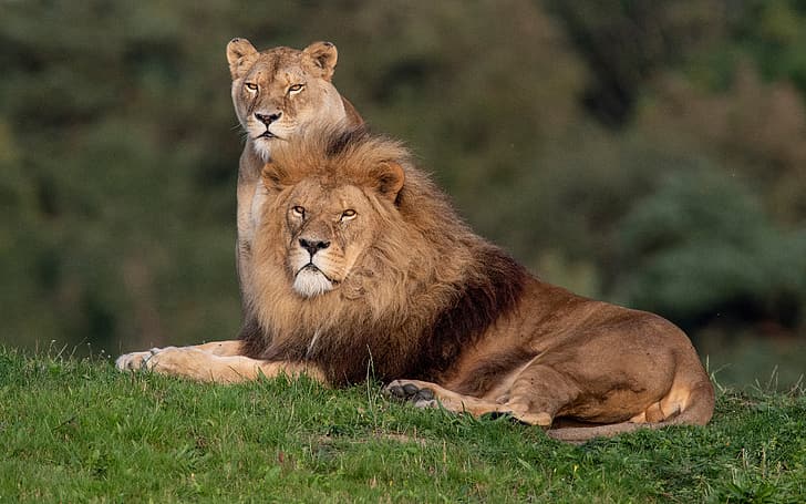 Serengeti National Park Tours, a couple, lioness, wild cats, leo Free HD Wallpaper