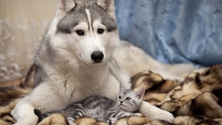 Siamese Cat and Husky, animal head, domestic, group of animals, animal family Free HD Wallpaper