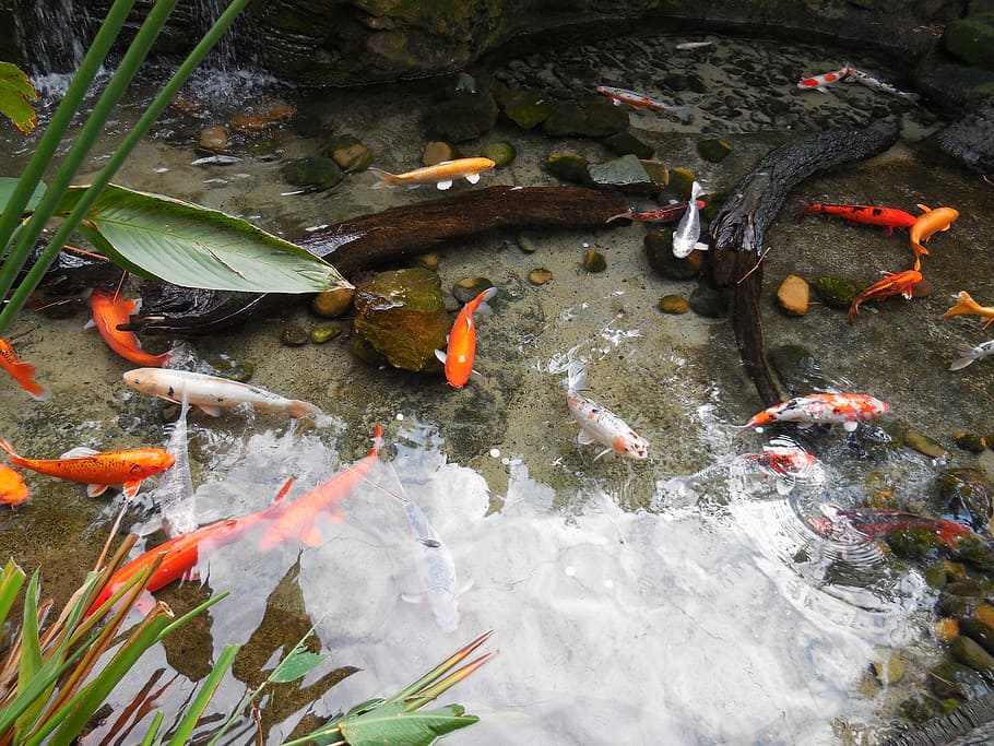 Small Goldfish Pond, group of animals, day, fish pond, goldfish Free HD Wallpaper