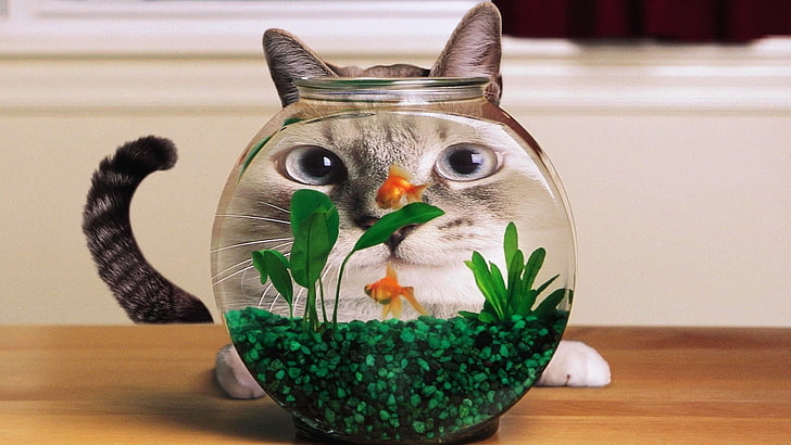 Swimming Fish Cats, no people, table, indoors, one animal Free HD Wallpaper