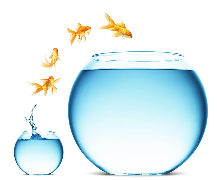 Two Goldfish in a Bowl, white background, aquariums, cut out, white Free HD Wallpaper