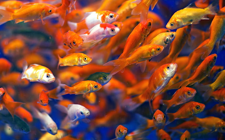 water, fish, Many fish, many Free HD Wallpaper