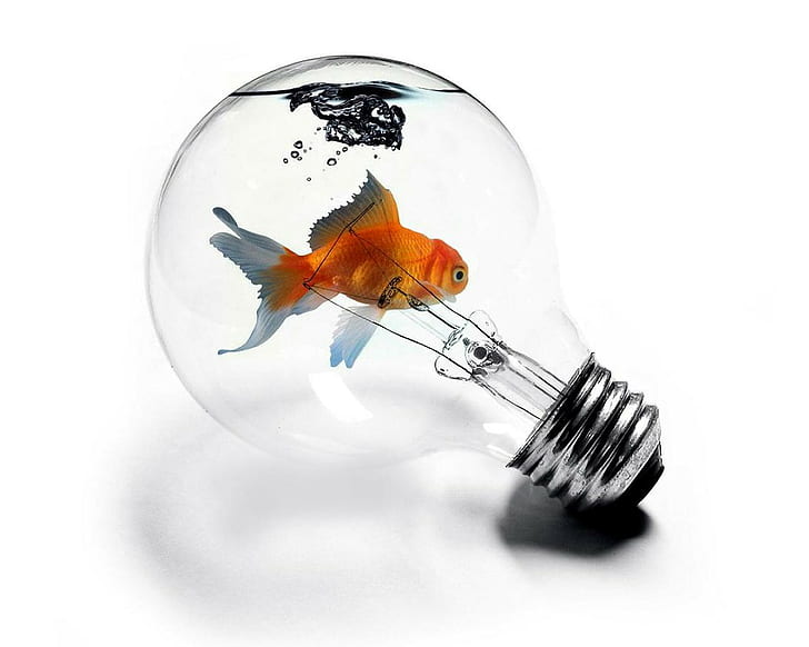 Weird Light Bulbs, goldfish, light bulb Free HD Wallpaper