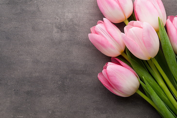 Yellow Tulips, studio shot, spring, beauty in nature, pink color Free HD Wallpaper