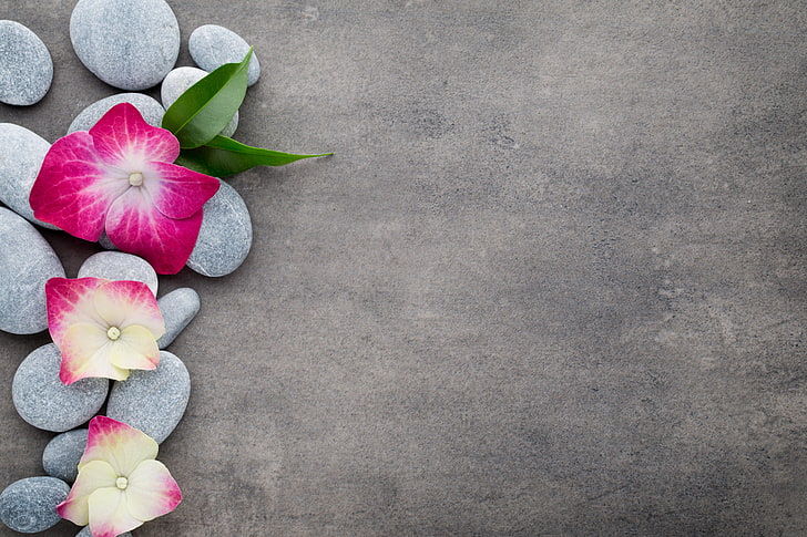 Zen Stones and Flower, nature, spa, vulnerability, petal Free HD Wallpaper