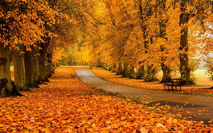 Autumn-Forest-Scenery, outdoors, tranquility, forest, autumn Free HD Wallpaper