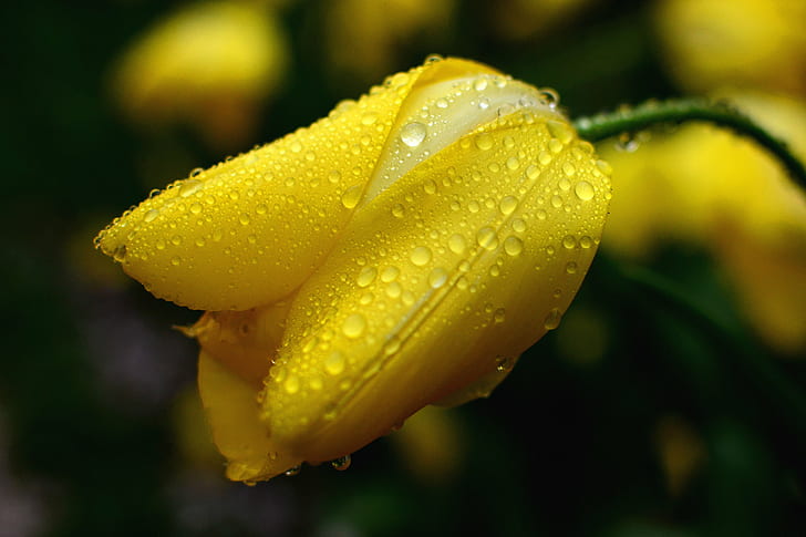 Beautiful Spring Flowers Tulips, liliaceae, leaf, bokeh, in the rain Free HD Wallpaper