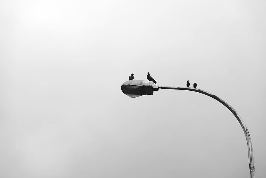 bird, perched, birds, monochrome Free HD Wallpaper