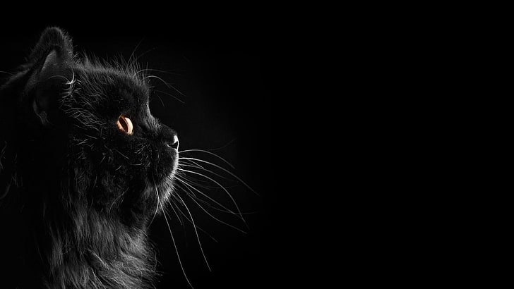 Black Cat, dog, one animal, animal themes, looking Free HD Wallpaper