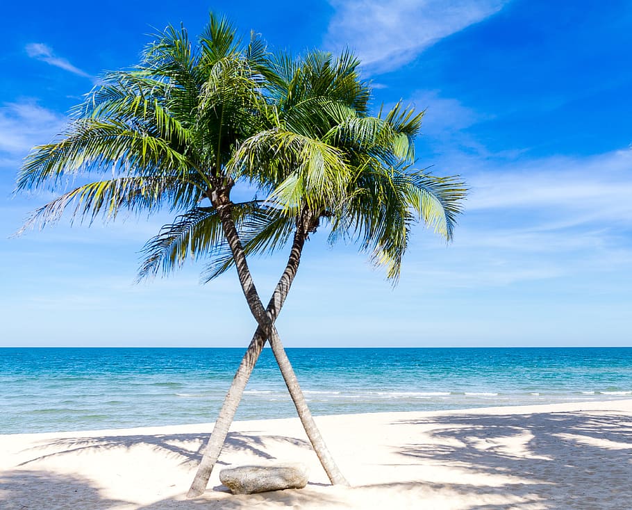 Cartoon Palm Trees On the Beach, 7 days week, coconut, no people, dominican Free HD Wallpaper