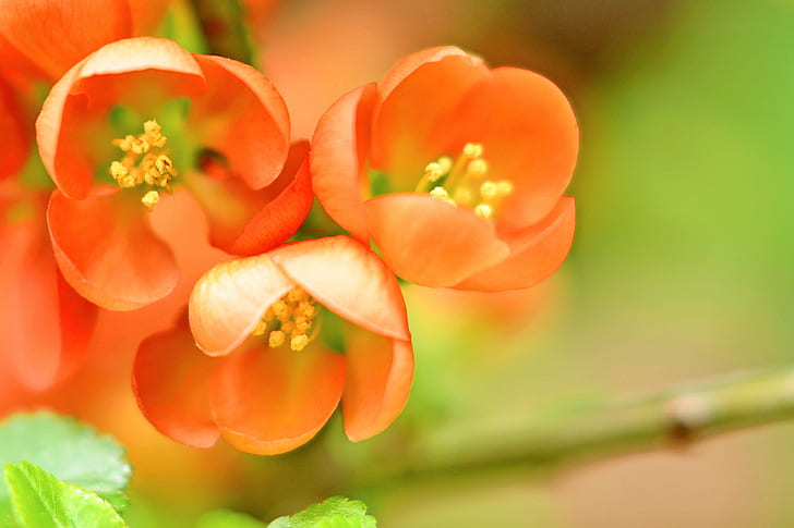 Chinese Quince Tree, cute, maleae, rosaceae, nikkor Free HD Wallpaper